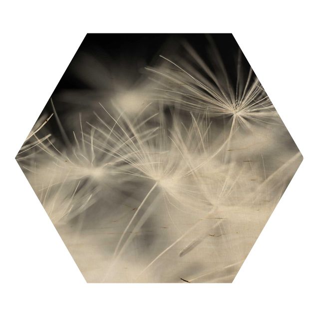 Hexagon Bild Holz - Bewegte Pusteblumen Nahaufnahme auf schwarzem Hintergrund