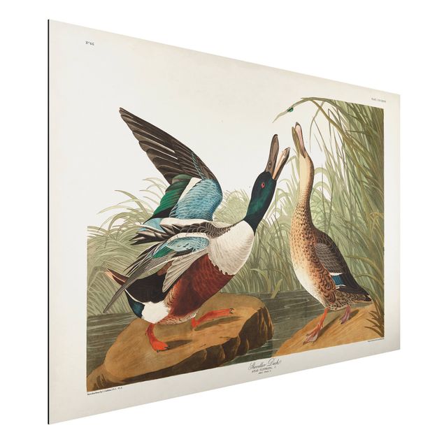 Wandbilder Tiere Vintage Lehrtafel Enten II