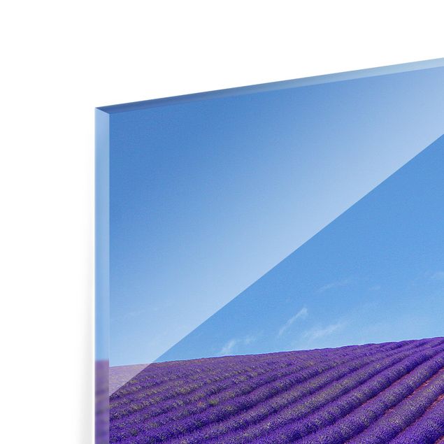 Spritzschutz Glas - Lavendelduft in der Provence - Panorama - 5:2