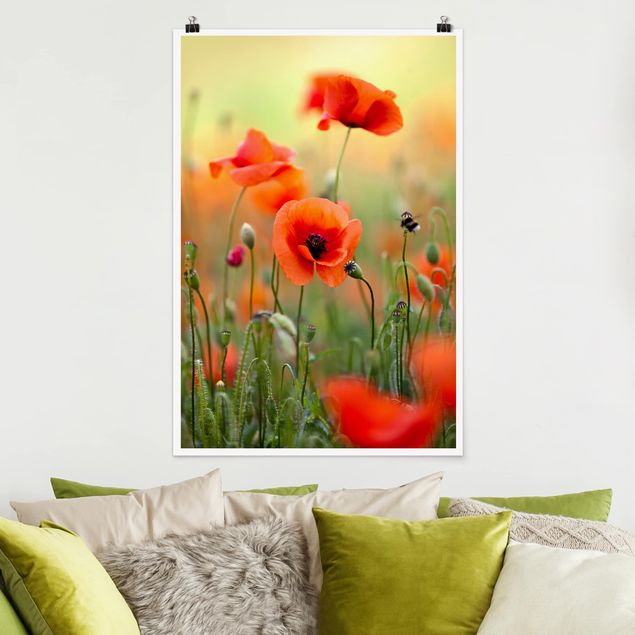 Poster Blumen Roter Sommermohn