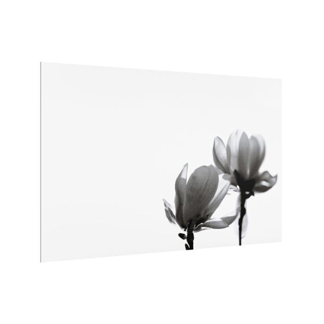 Spritzschutz Frühlingsbote Magnolie Schwarz Weiß