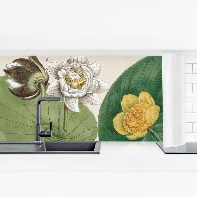Küchenrückwände selbstklebend Vintage Illustration Weiße Wasserlilie