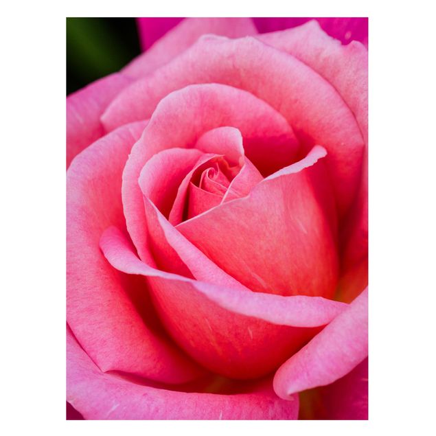 Magnettafel Blumen Pinke Rosenblüte vor Grün