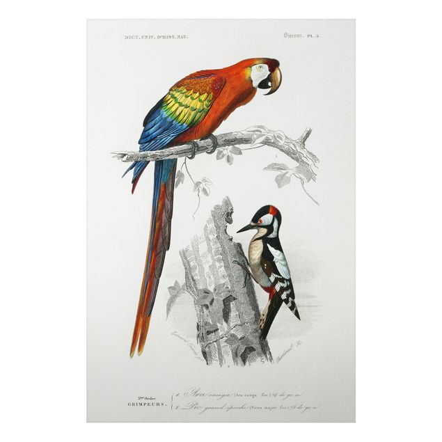 Wandbilder Vintage Lehrtafel Papagei Rot Blau