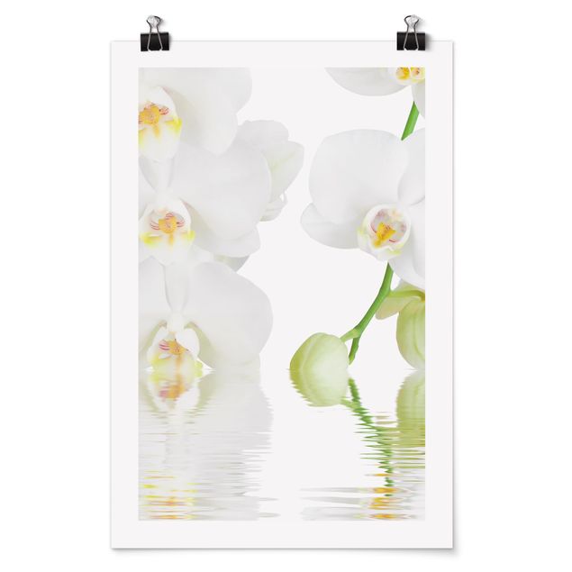 Poster - Wellness Orchidee - Weiße Orchidee - Hochformat 3:2