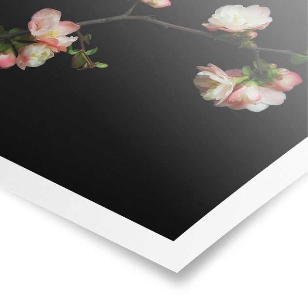 Poster - Blütenzweig Apfelbaum - Quadrat 1:1