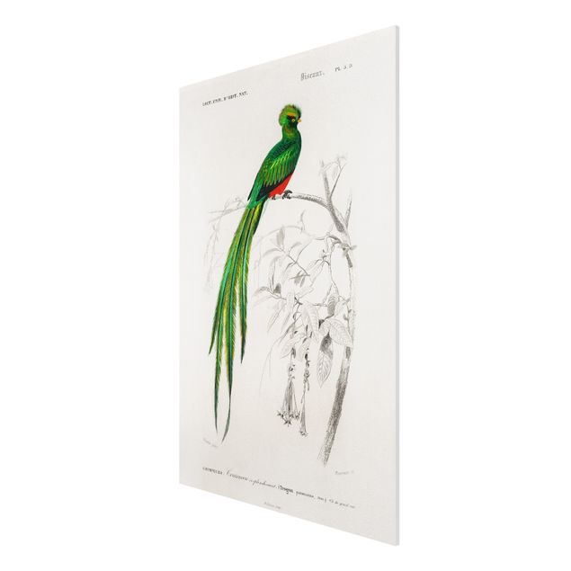Bilder für die Wand Vintage Lehrtafel Tropischer Vogel I