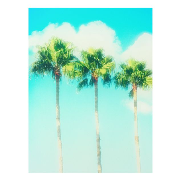 Schöne Wandbilder Palmen vor Himmel Blau
