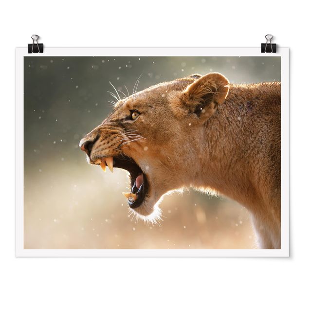 Poster Löwin auf der Jagd