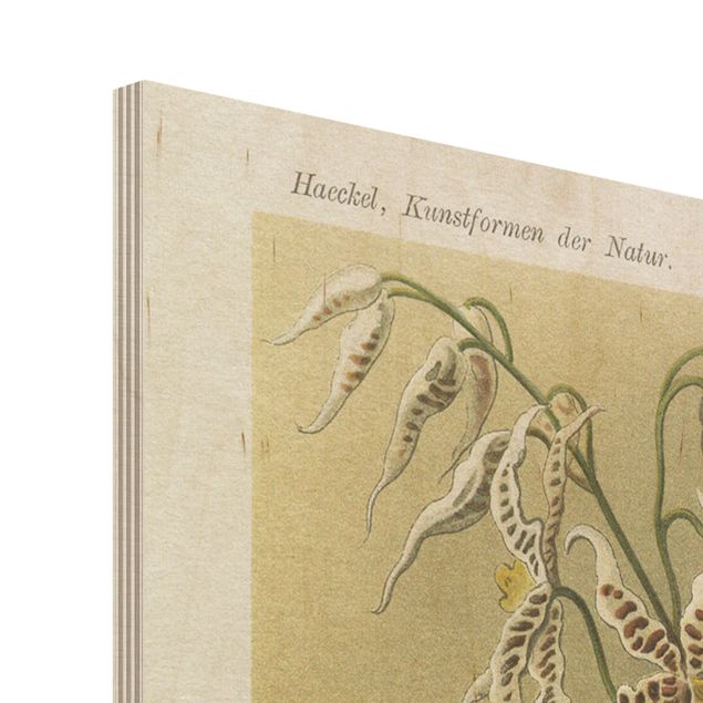 Holzbild - Vintage Lehrtafel Orchidee - Hochformat 4:3
