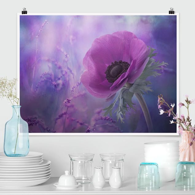 Poster - Anemonenblüte in Violett - Querformat 3:4