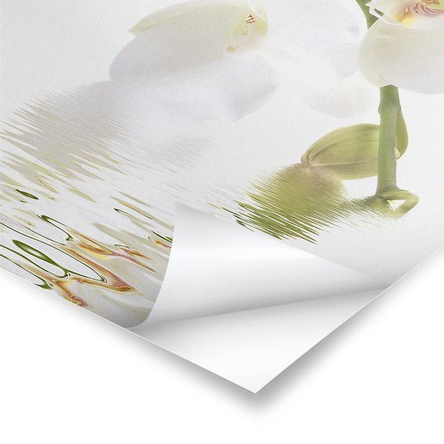Poster - White Orchid Waters - Hochformat 3:2