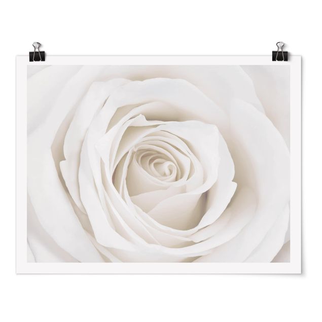 Poster - Pretty White Rose - Querformat 3:4