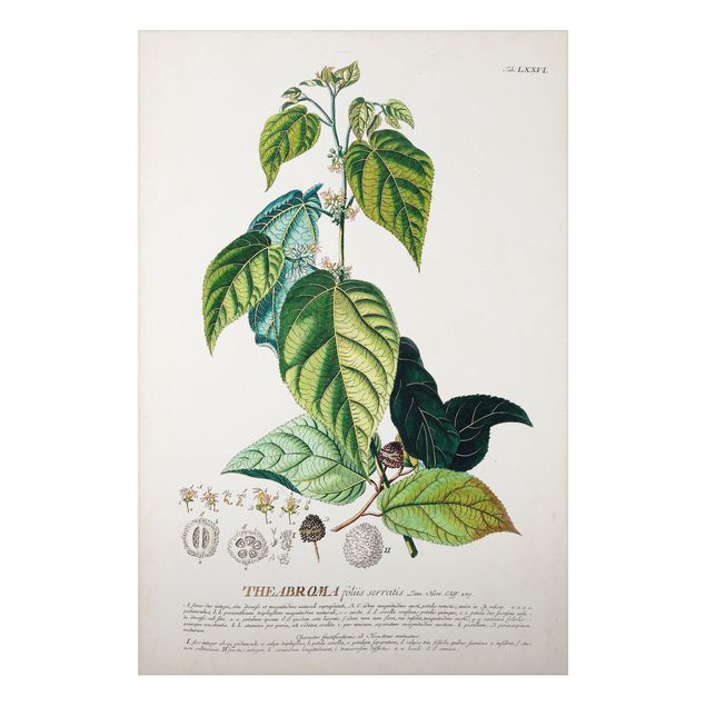 Alu Dibond Bilder Vintage Botanik Illustration Kakao