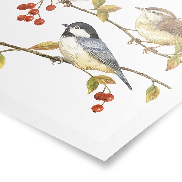 Poster - Vögel und Beeren - Meisen - Quadrat 1:1