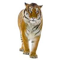 XXL Fensterbilder Bengalischer Tiger