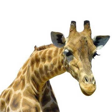XXL Fensterbilder Neugierige Giraffe