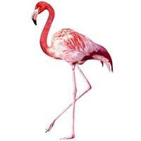 Fensterbilder XXL Pink Flamingo