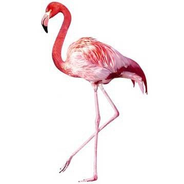 Folie für Fenster Pink Flamingo