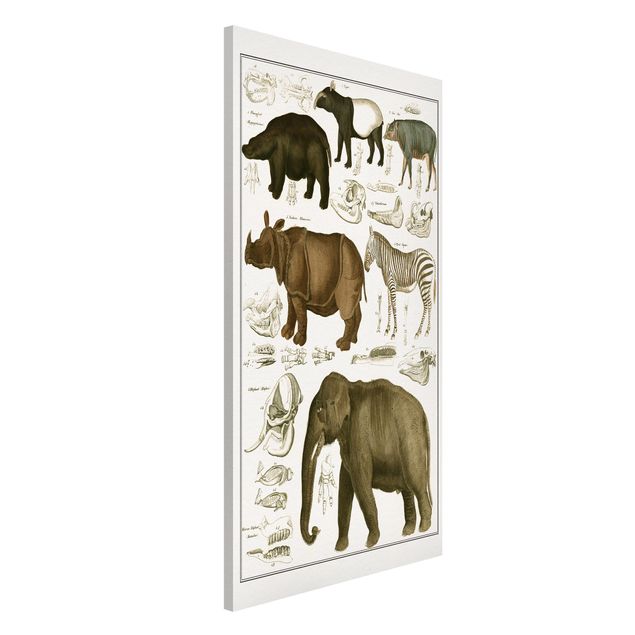 Wandbilder Tiere Vintage Lehrtafel Elefant, Zebra und Nashorn