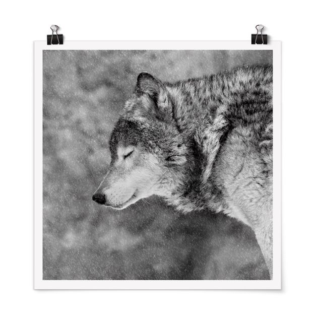 Poster - Winter Wolf - Quadrat 1:1