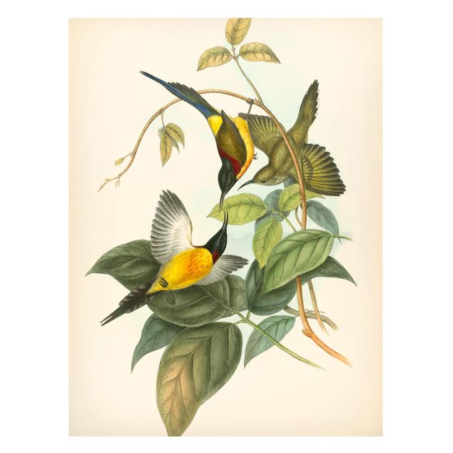 Magnettafel Büro Vintage Illustration Tropische Vögel IV