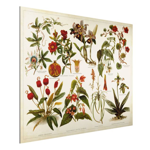 Bilder für die Wand Vintage Lehrtafel Tropische Botanik II
