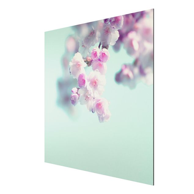 Alu-Dibond - Farbenfrohe Kirschblüten - Quadrat