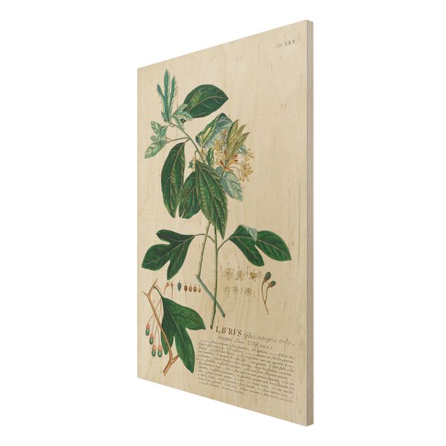 Holzbilder modern Vintage Botanik Illustration Lorbeer