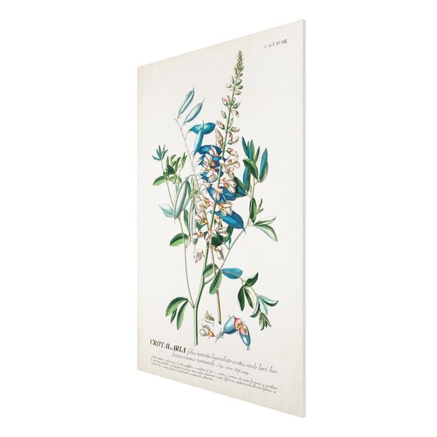 Forex Fine Art Print - Vintage Botanik Illustration Hülsenfrüchte - Hochformat 3:2