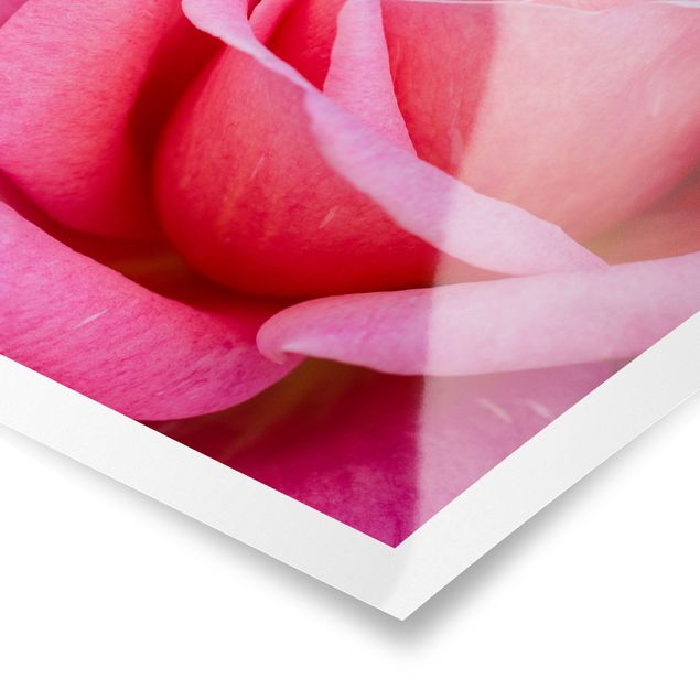 Poster - Pinke Rosenblüte vor Grün - Hochformat 4:3