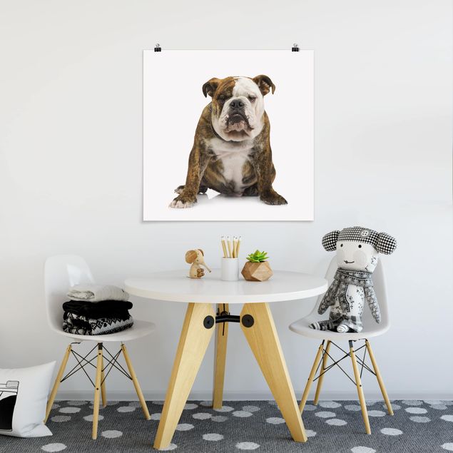 Poster - Bulldogge - Quadrat 1:1