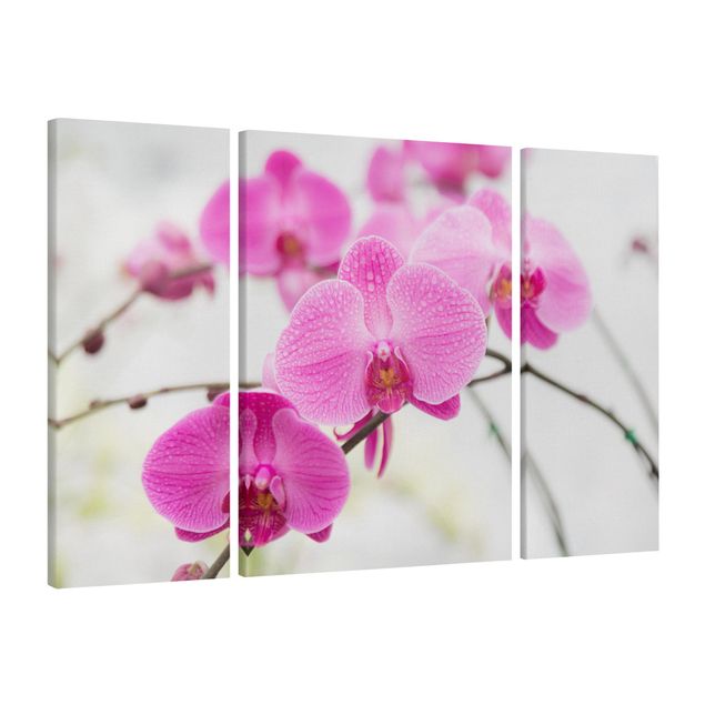 Leinwandbilder Wohnzimmer modern Nahaufnahme Orchidee