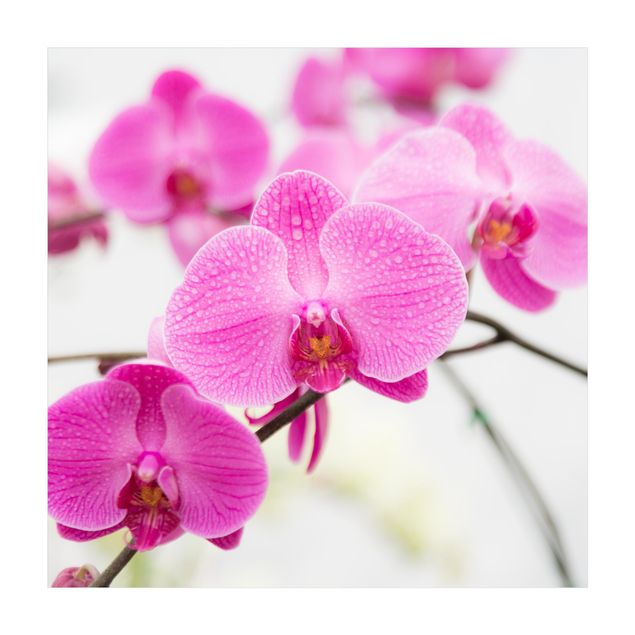 Teppich Blumen Nahaufnahme Orchidee