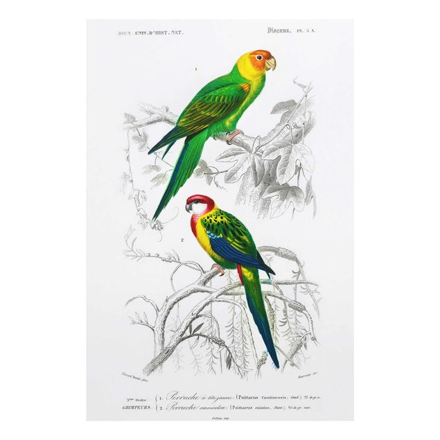 Schöne Wandbilder Vintage Lehrtafel Zwei Papageien Grün Rot