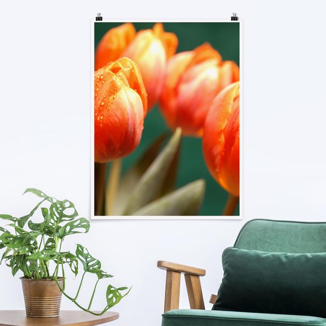 Poster - Shiny Orange Tulips - Hochformat 3:4