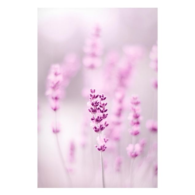 Magnettafel Blumen Zartvioletter Lavendel