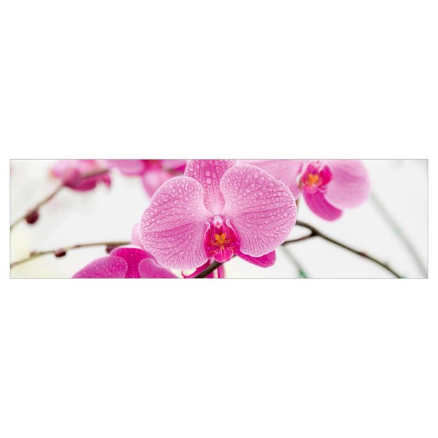 Klebefolien Nahaufnahme Orchidee