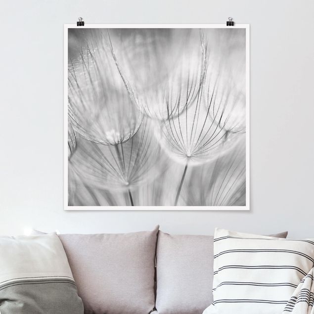 Schwarz-Weiß Poster Pusteblumen Makroaufnahme in schwarz weiß