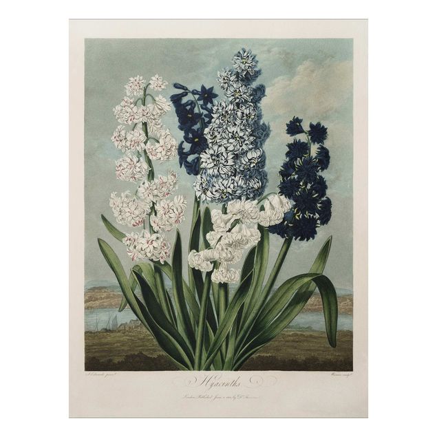 Schöne Wandbilder Botanik Vintage Illustration Blaue und weiße Hyazinthen