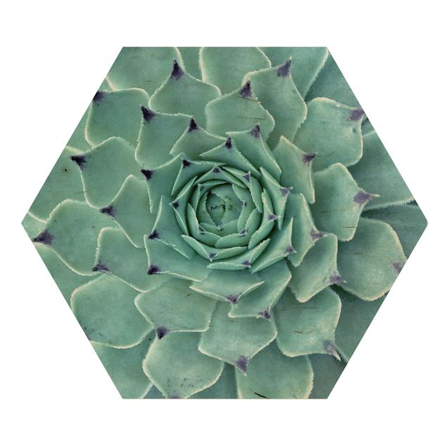 Hexagon Bild Holz - Kaktus Agave