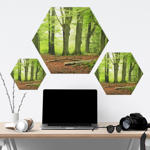 Hexagon Bild Alu-Dibond - Mighty Beech Trees