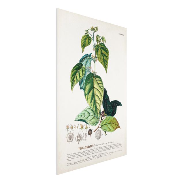 Forex Bilder Vintage Botanik Illustration Kakao