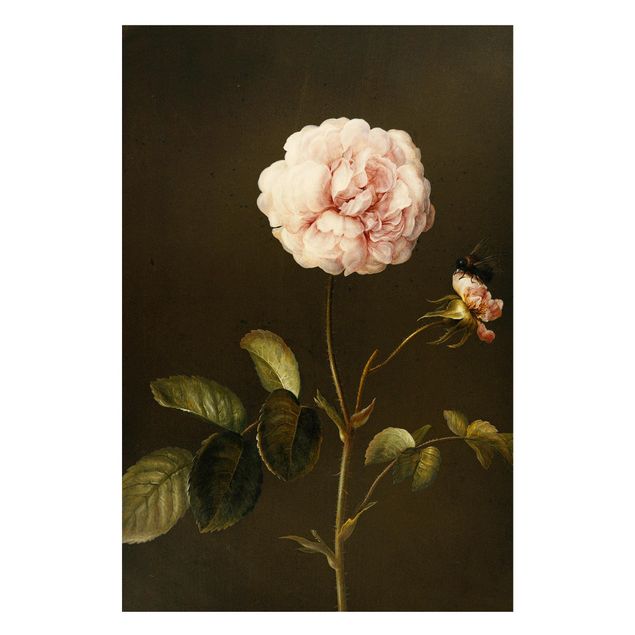 Barock Bilder Barbara Regina Dietzsch - Essig-Rose mit Hummel