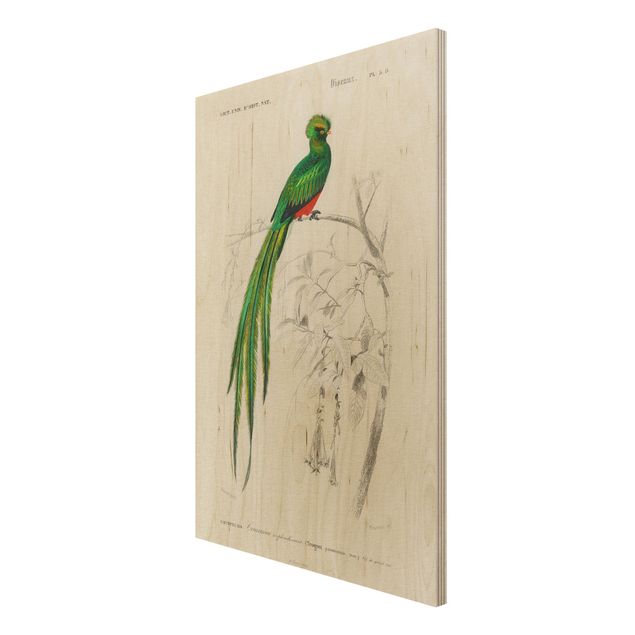 Holzbilder modern Vintage Lehrtafel Tropischer Vogel I