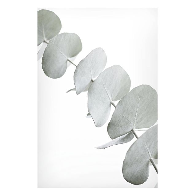 Magnettafel Blumen Eukalyptuszweig im Weißen Licht