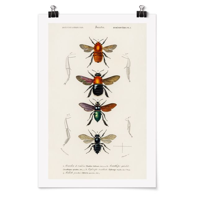 Poster Tiere Vintage Lehrtafel Insekten