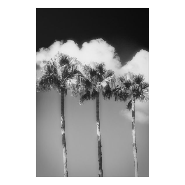 Alu Dibond Bilder Palmen vor Himmel Schwarz-Weiß