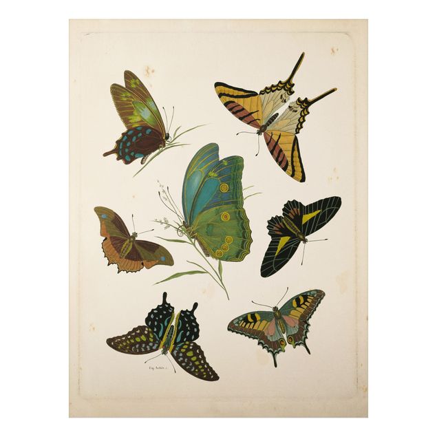 Wandbilder Vintage Illustration Exotische Schmetterlinge