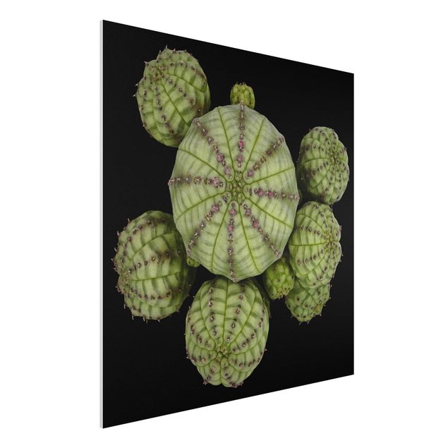 Forex Bilder Euphorbia - Seeigelwolfsmilch
